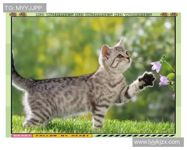 足球明星的猫展现惊人球技成为小球场的明星猫咪